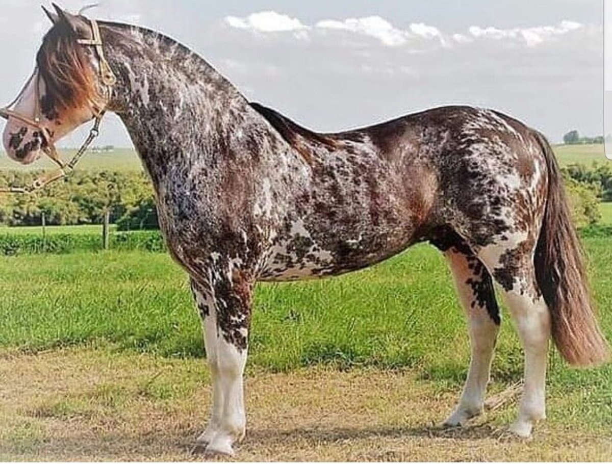 Сабино пегая масть