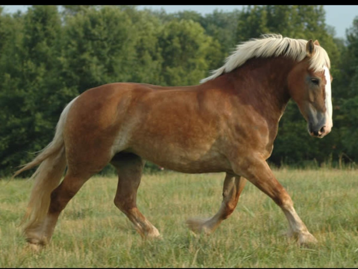 Фламандский тяжеловоз лошадь