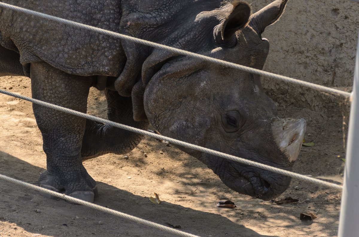 Эласмотерий, титанозавр