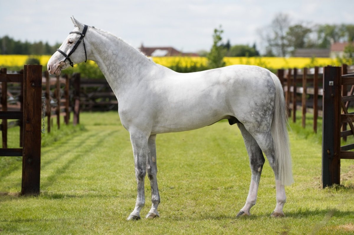 Голштинская порода лошадей