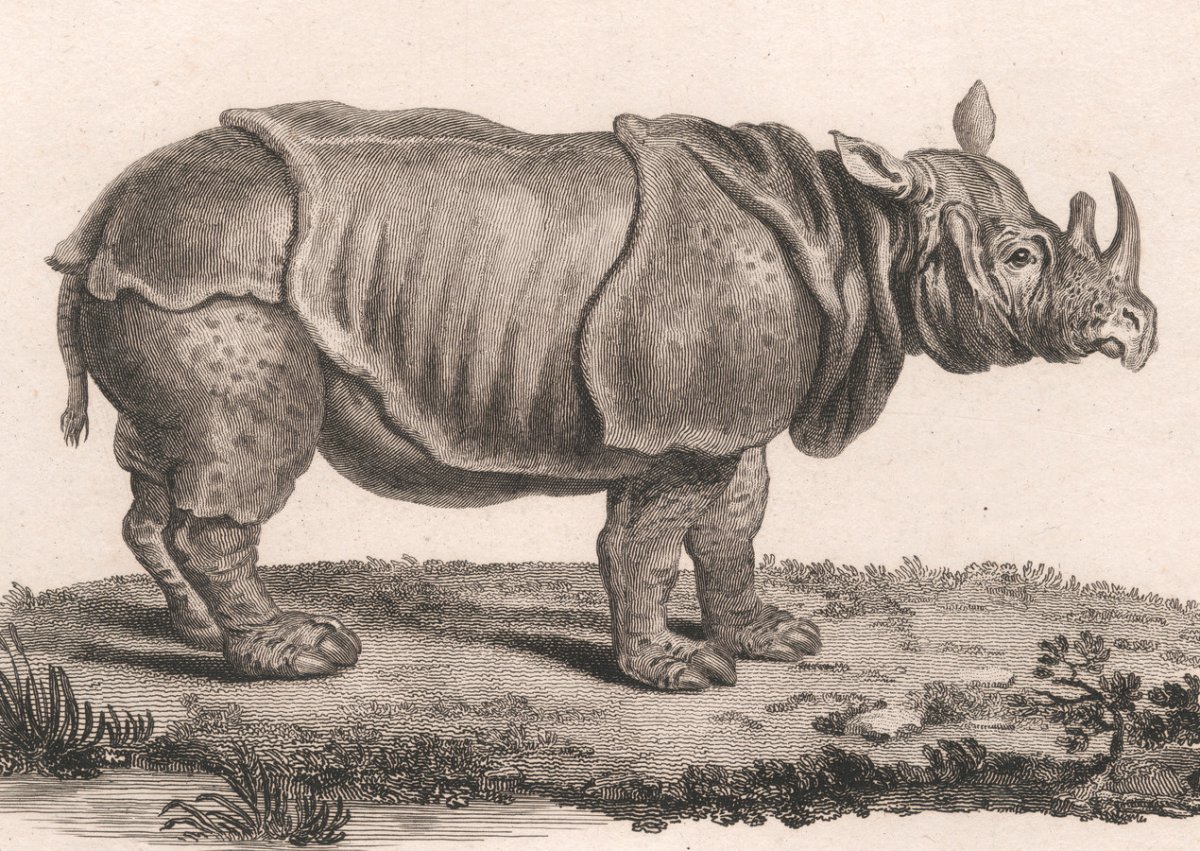 Тригониасы носороги