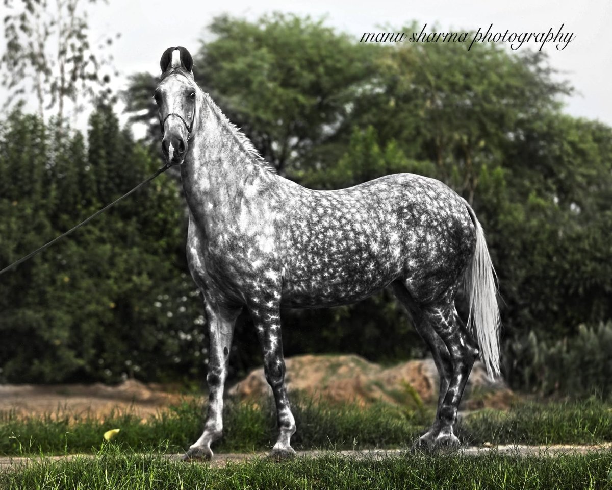 Марвари лошадь серая