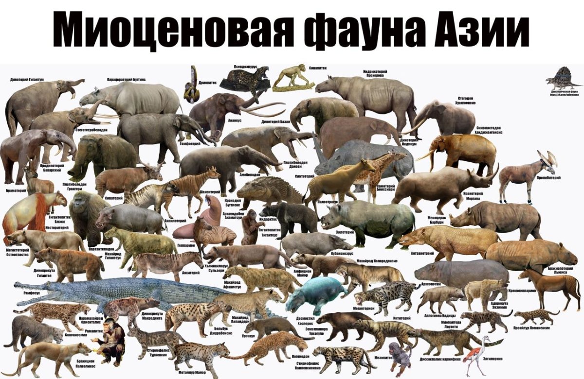 Череп арсинойтерия