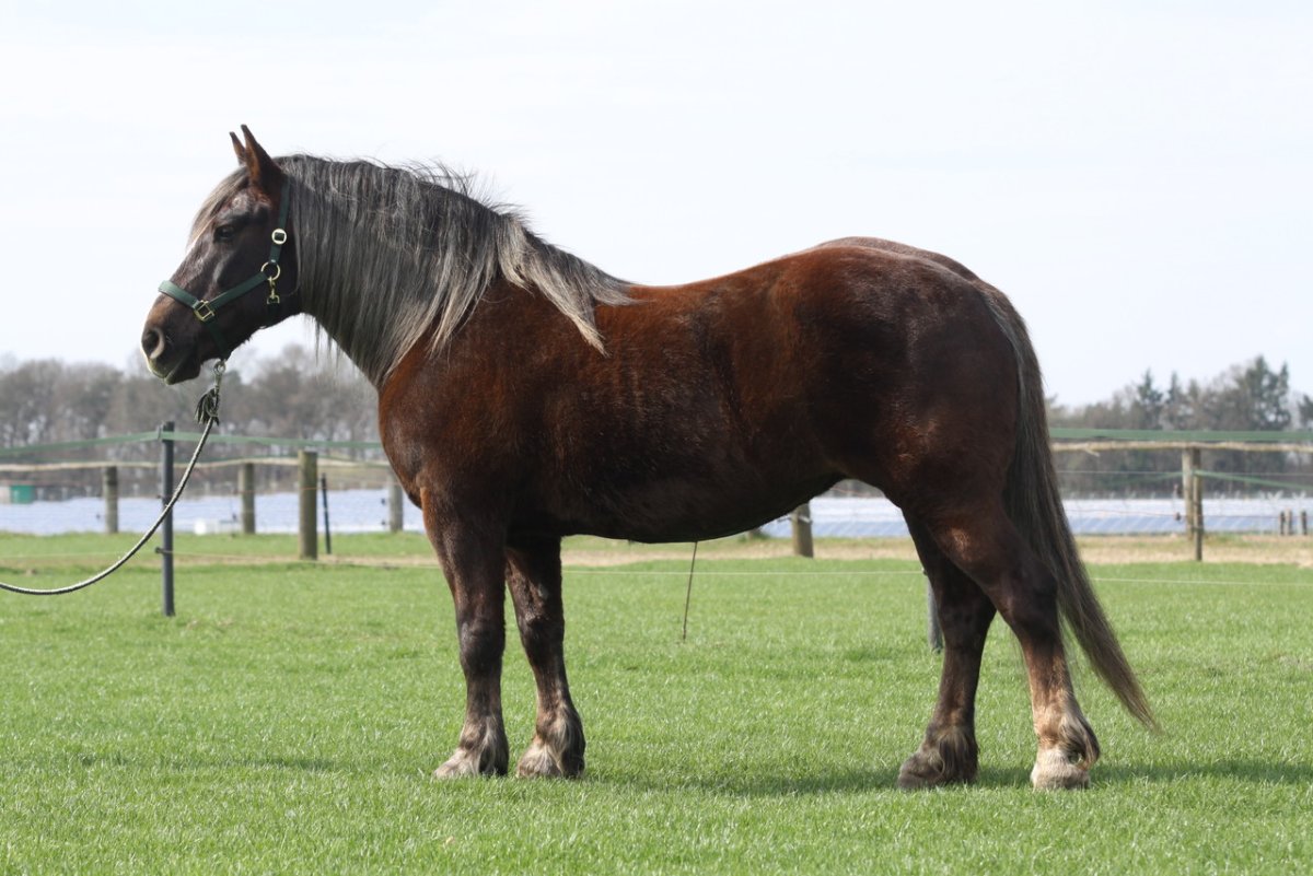 Порода лошади Блэк Форест Хорс