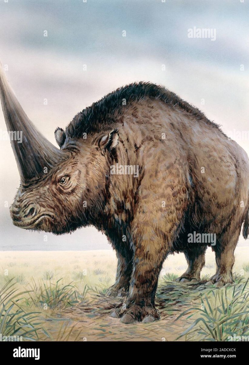 Эласмотерий Сибирский Единорог