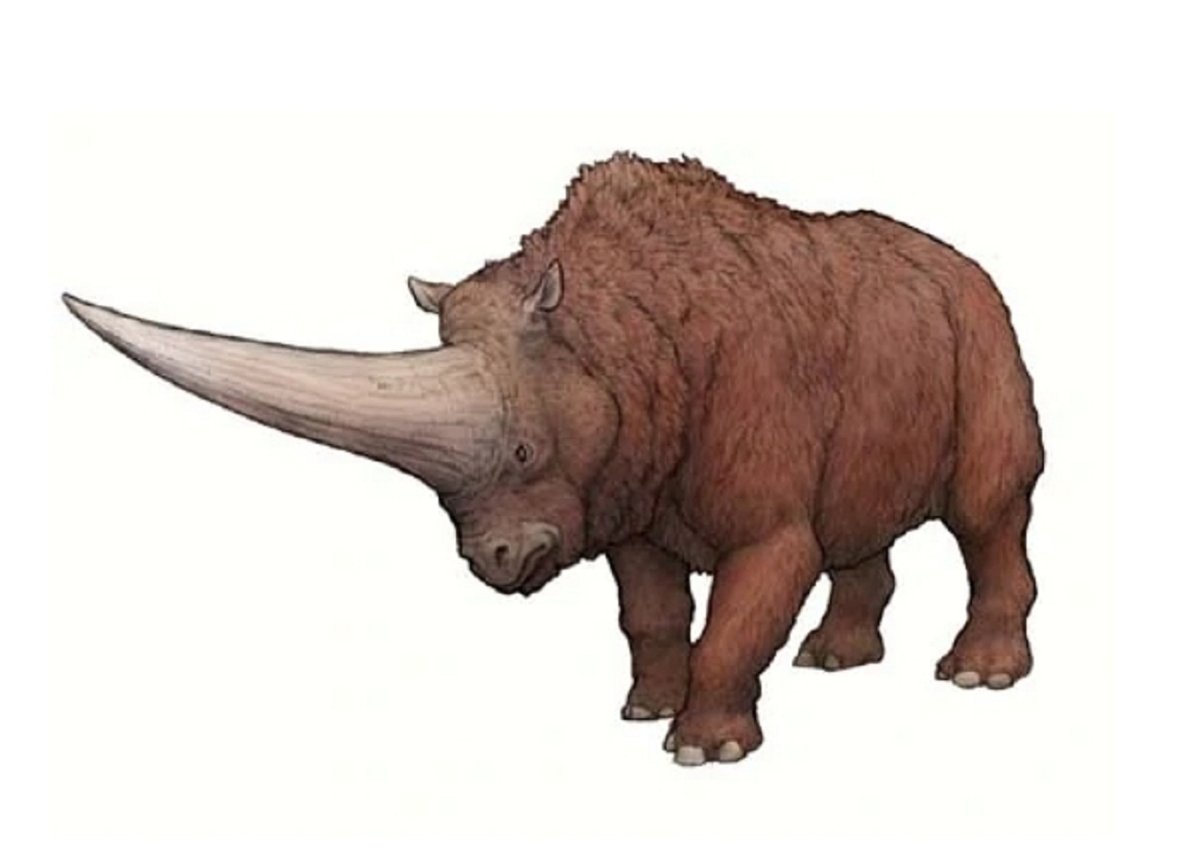 Paraceratherium linxiaense