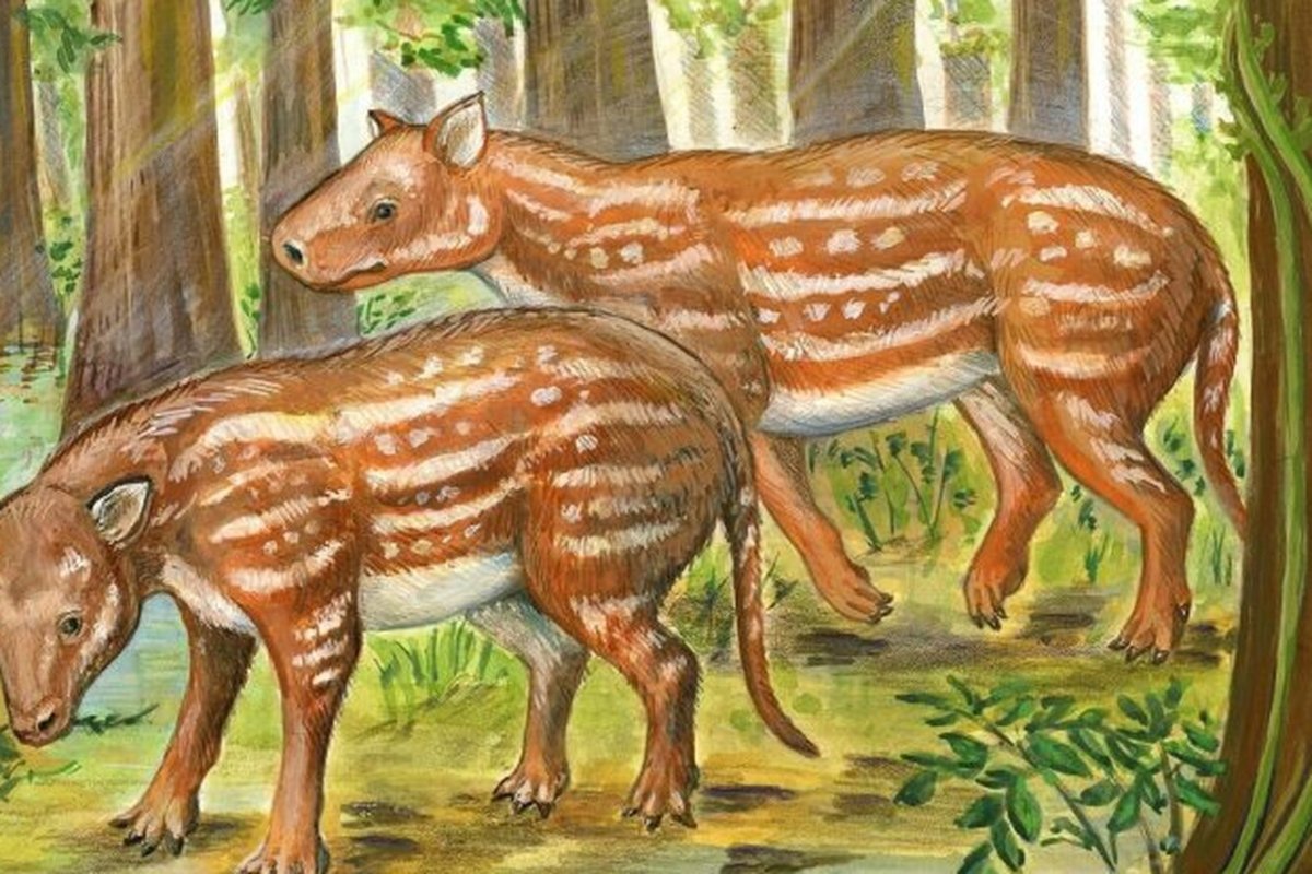 Гигантский носорог Индрикотерий