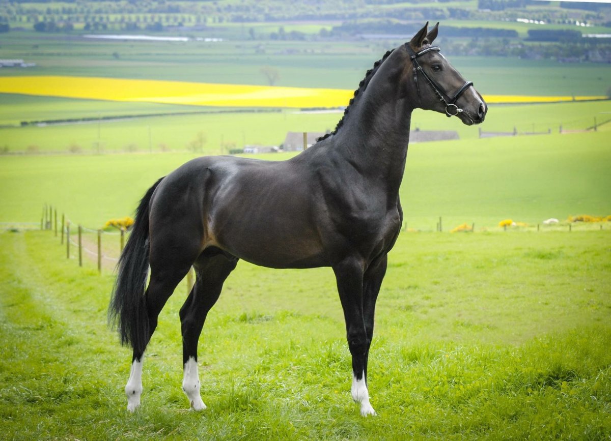 Арабо Орловская порода