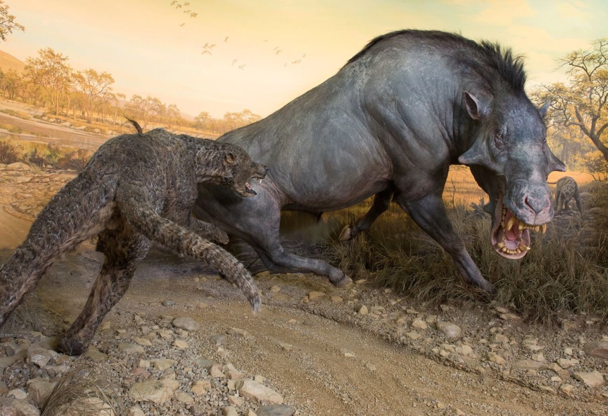 Эволюция носорога