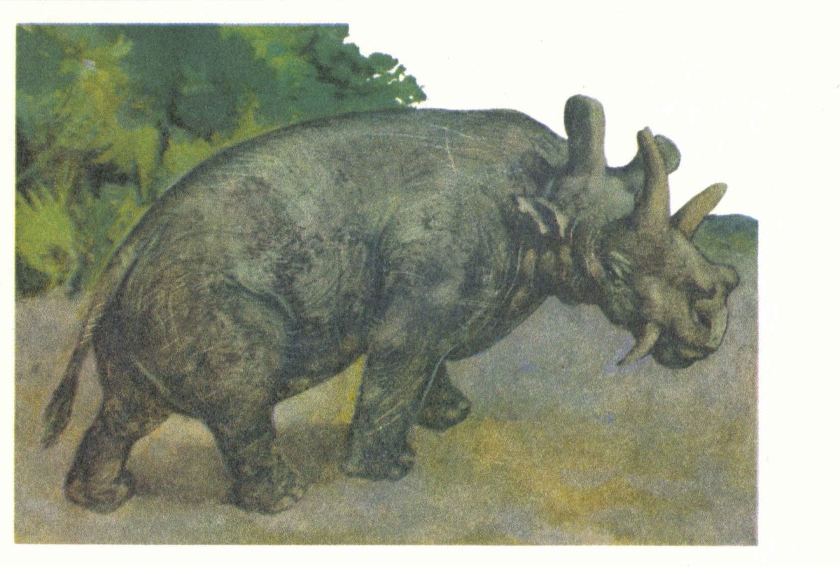 Эволюция носорога