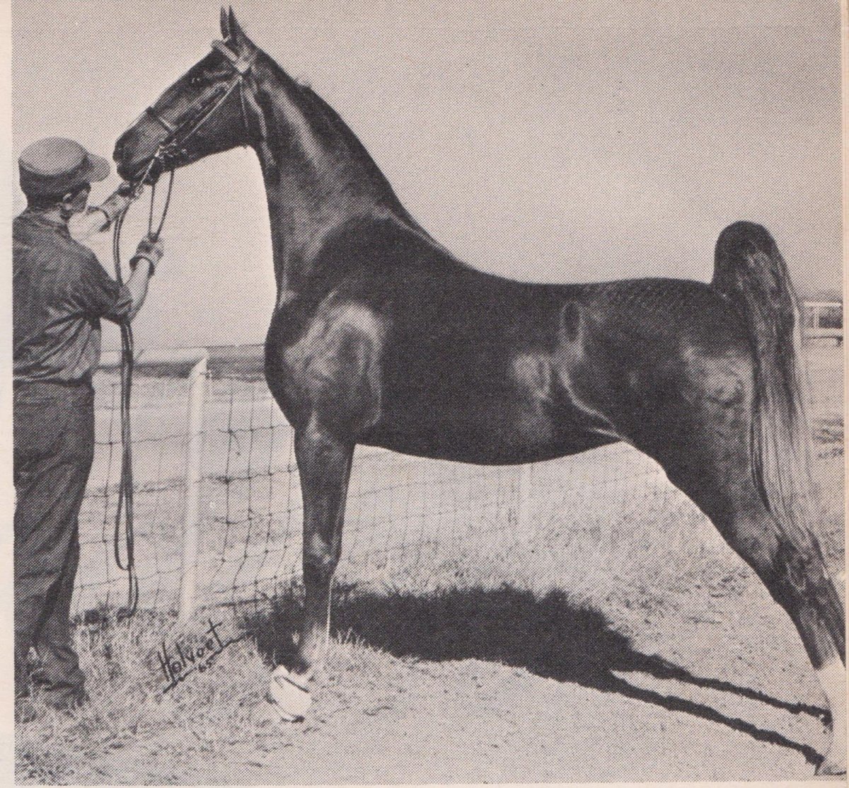 Тяжеловоз Шайр черный