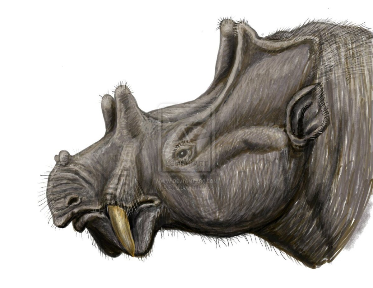 АМФИЦИОН Гигантеус