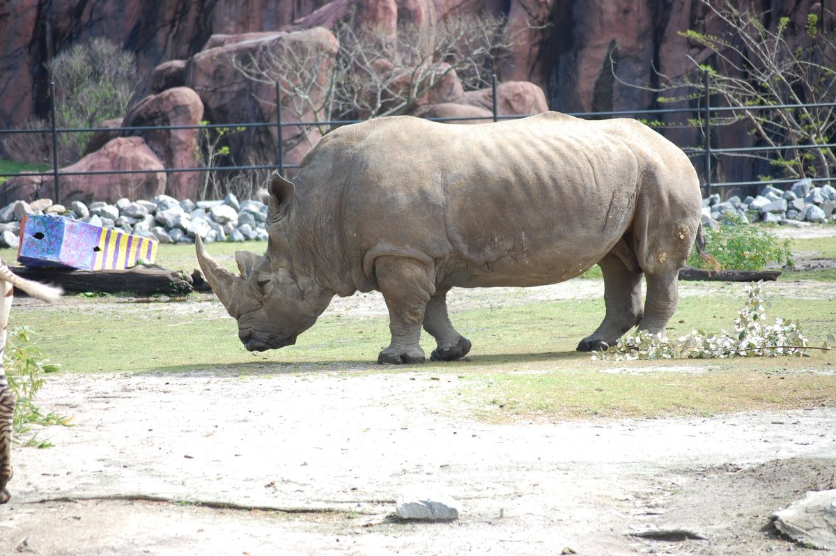 Парацератерий и Индрикотерий