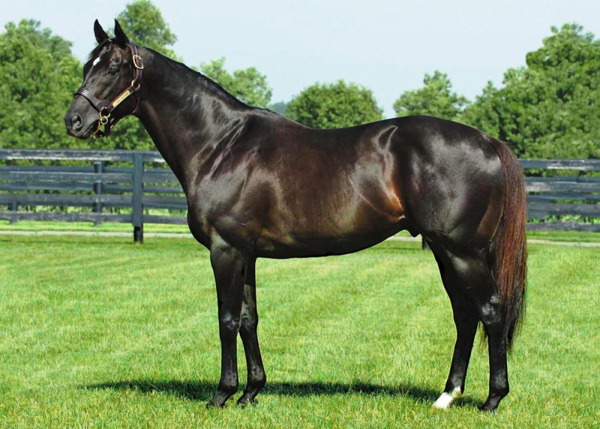 Золотой арабский скакун