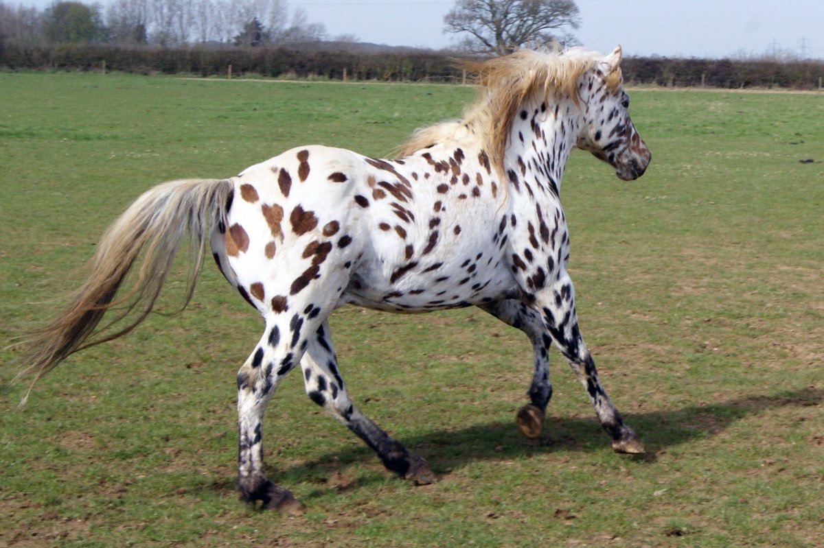 Пауза леопардовая лошадь