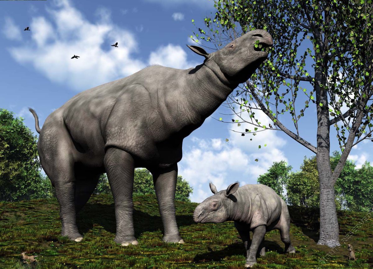 Гигантский носорог Индрикотерий