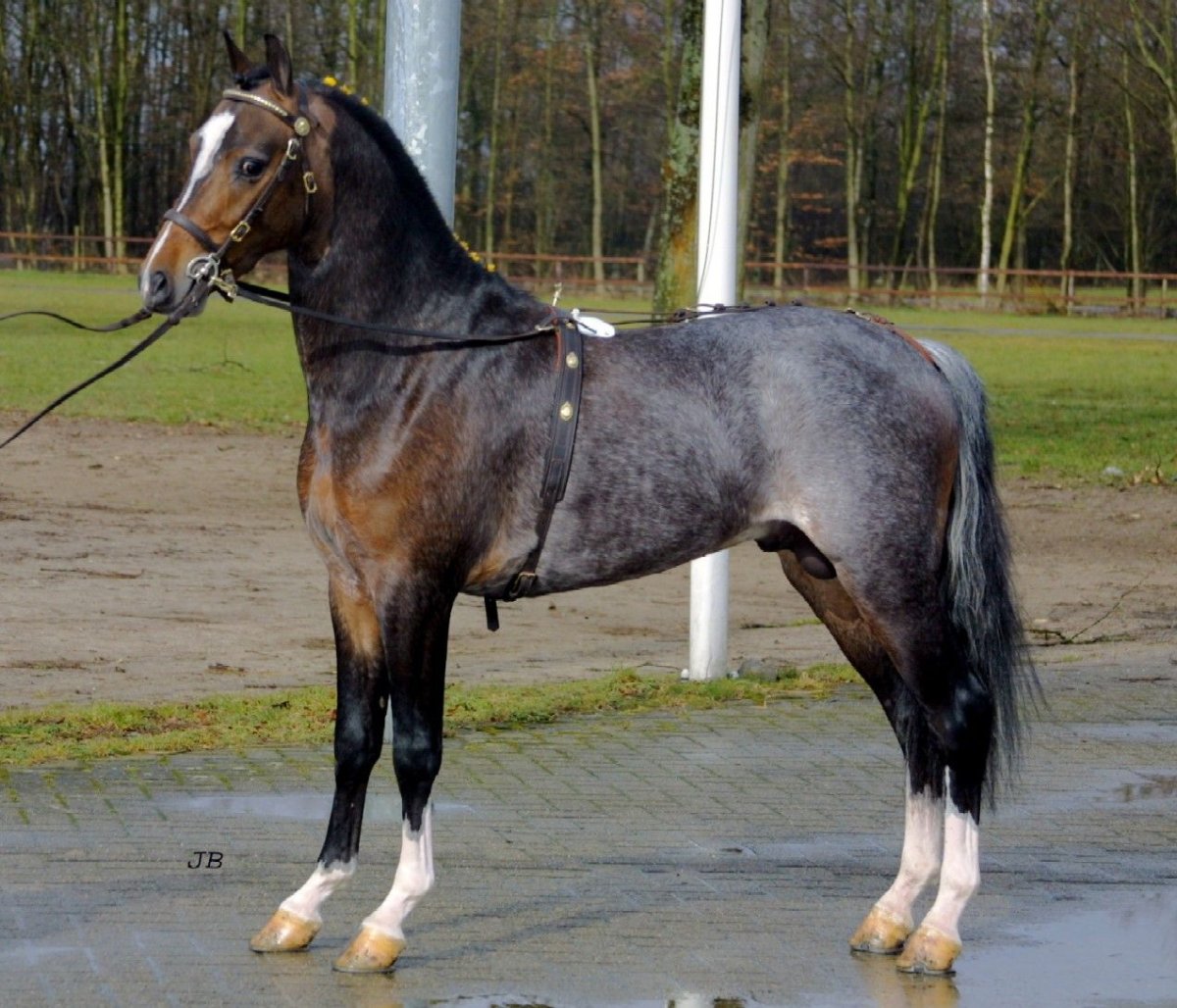 Порода Хакнэ