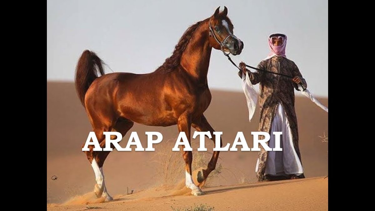 Арабская лошадь со всадником