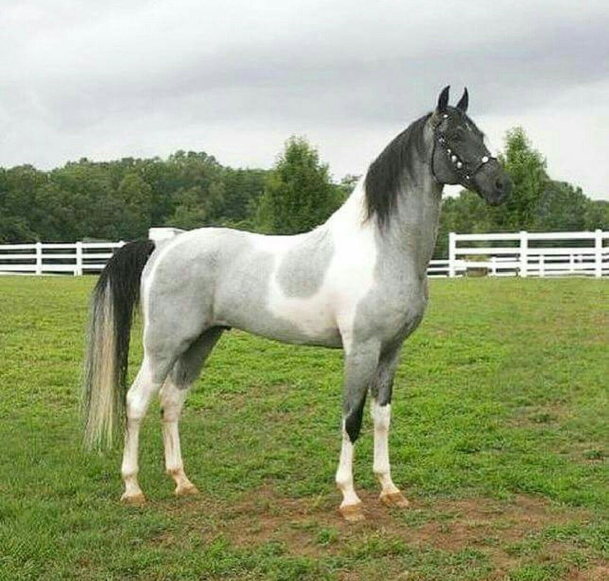 Голландская теплокровная лошадь