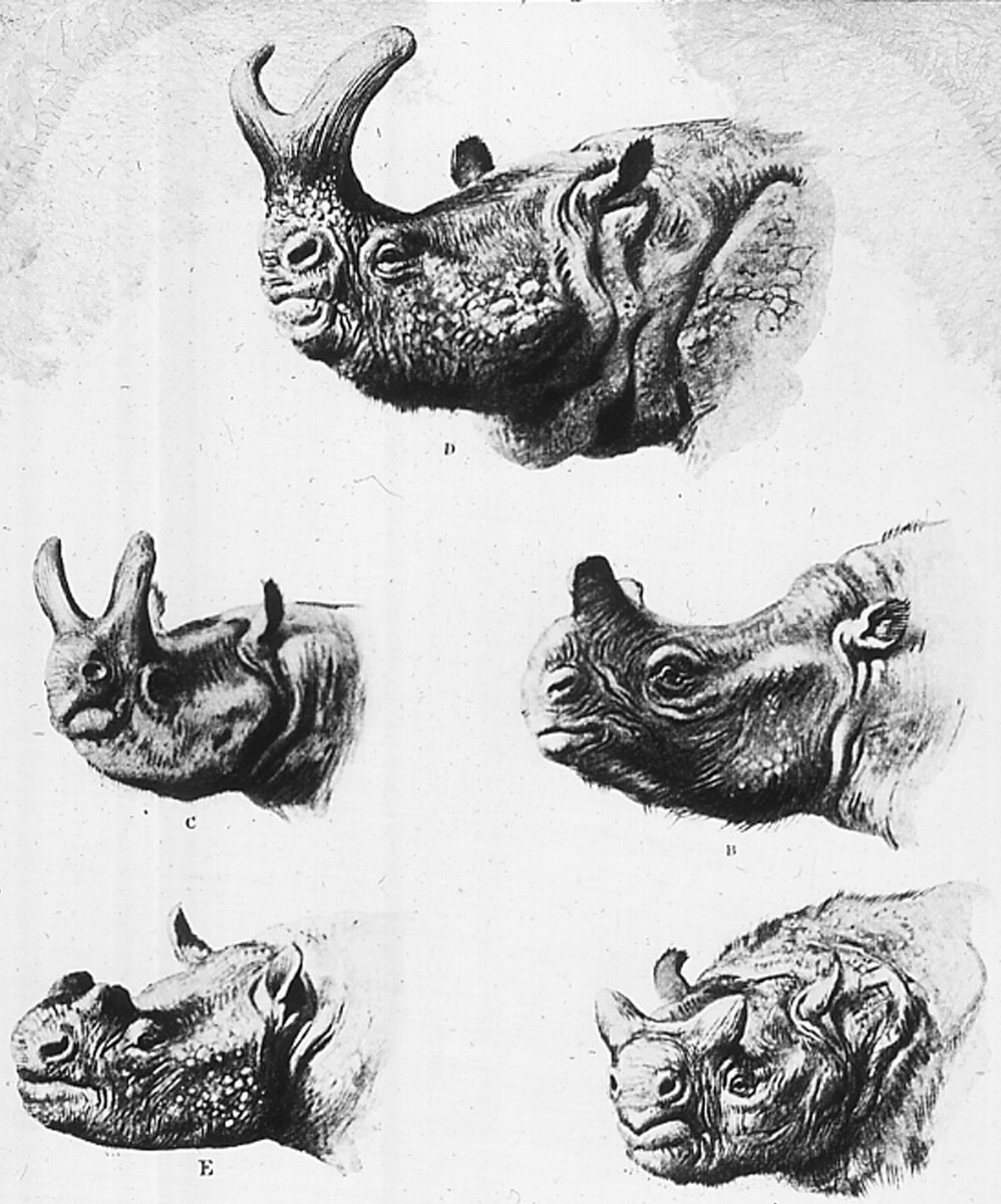 Слон привязанный к колышку