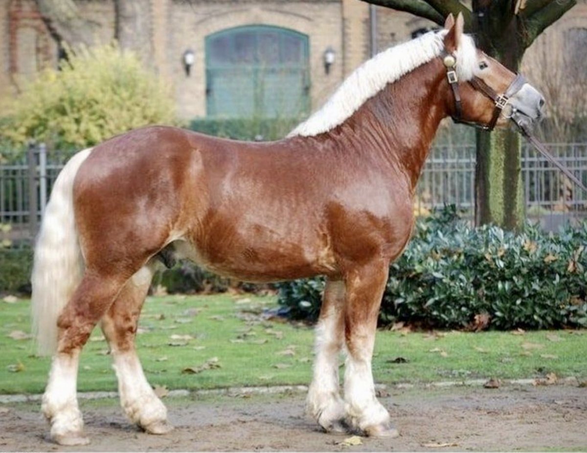 Рейнский тяжеловоз