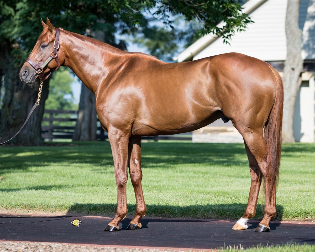 Фризская порода лошадей Фридрих Великий