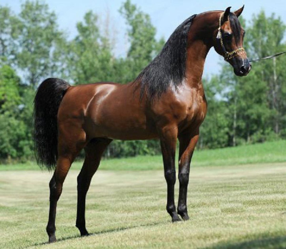 Австралийская пастушья лошадь