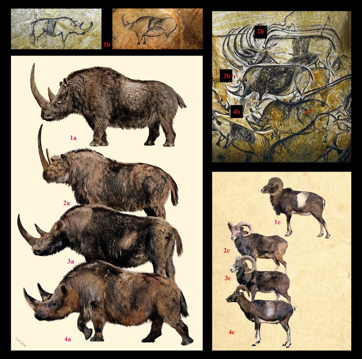 Носорог хилотерий