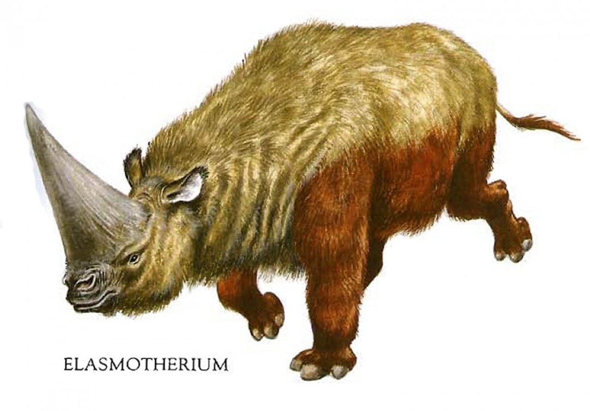 Сибирский Единорог (Elasmotherium)