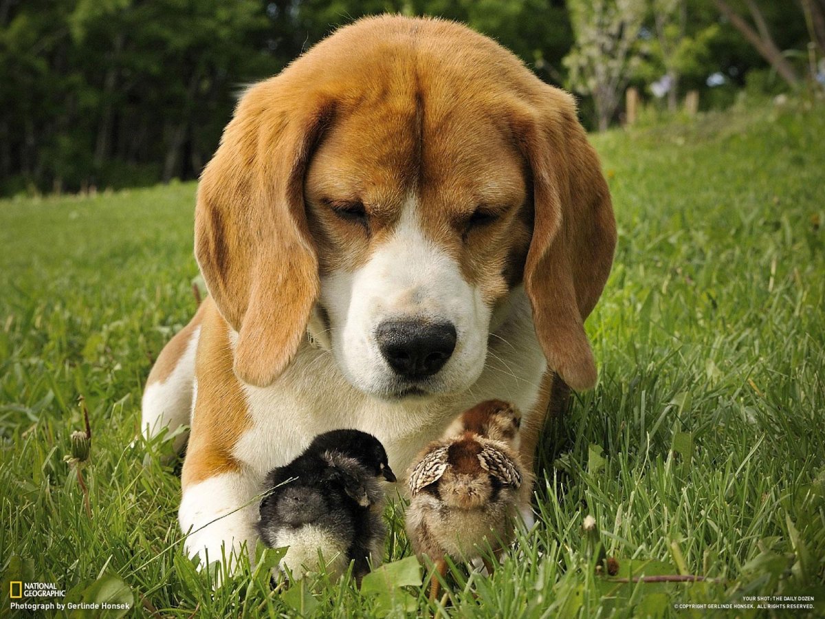 Бигль старый