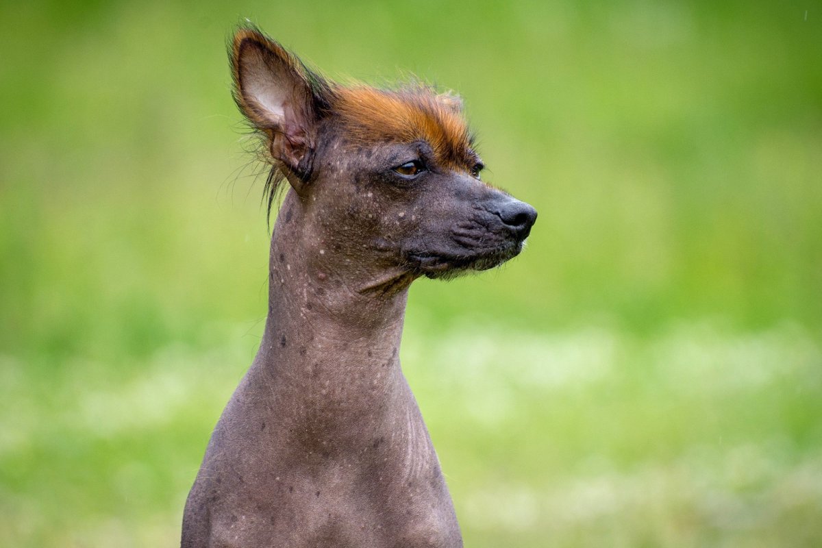 Перуанская Орхидея инков