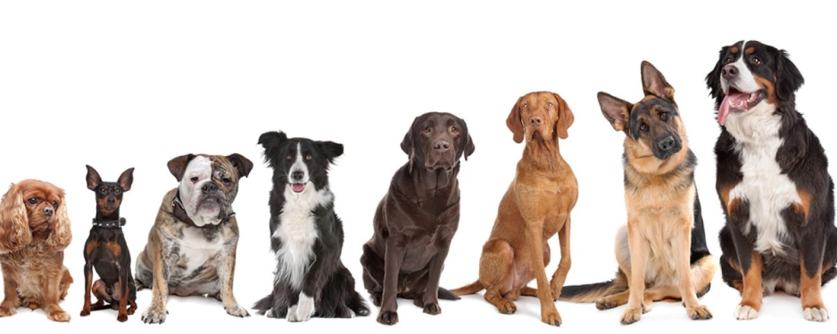 Собаки от маленькой до большой