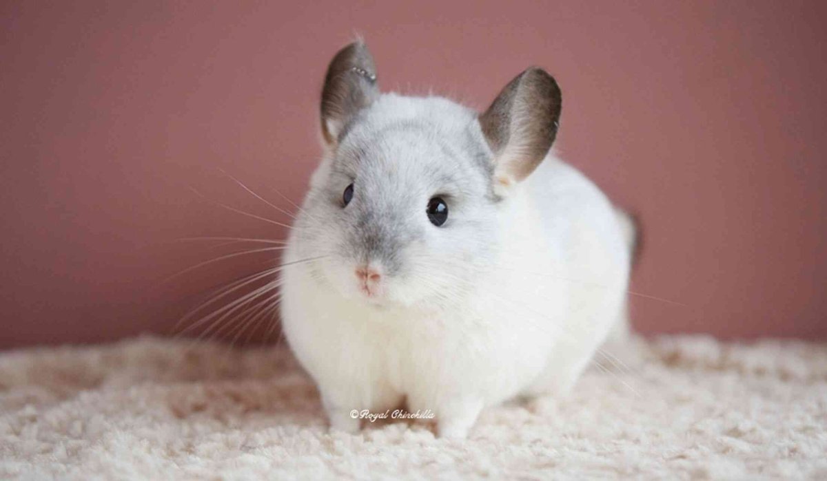 Шиншилла белая