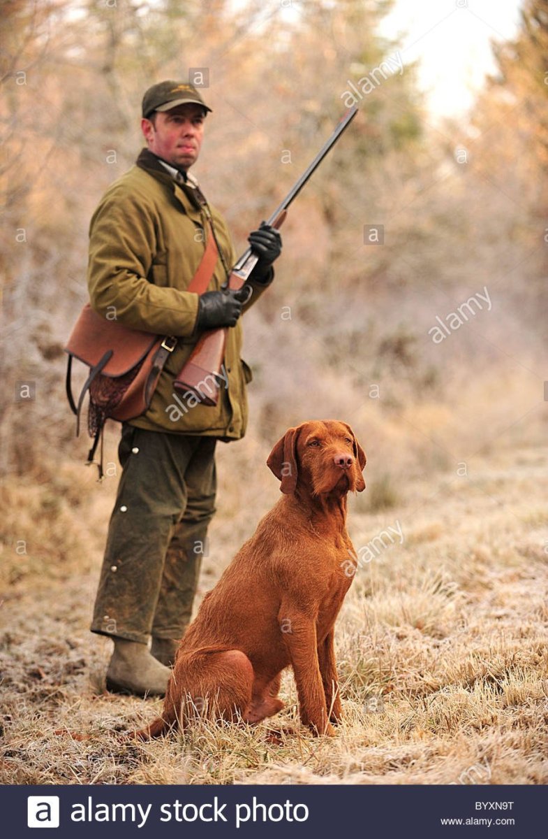 Лабрадор ретривер