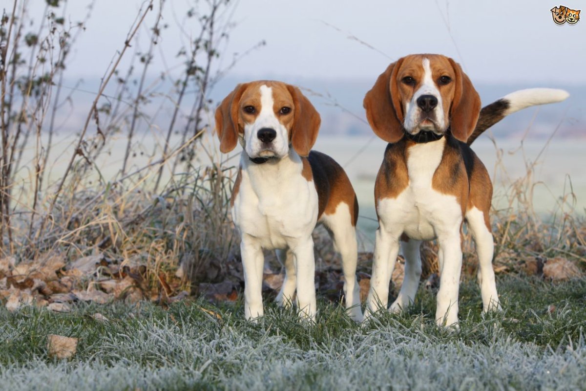 Охотничьи породы собак на копытных