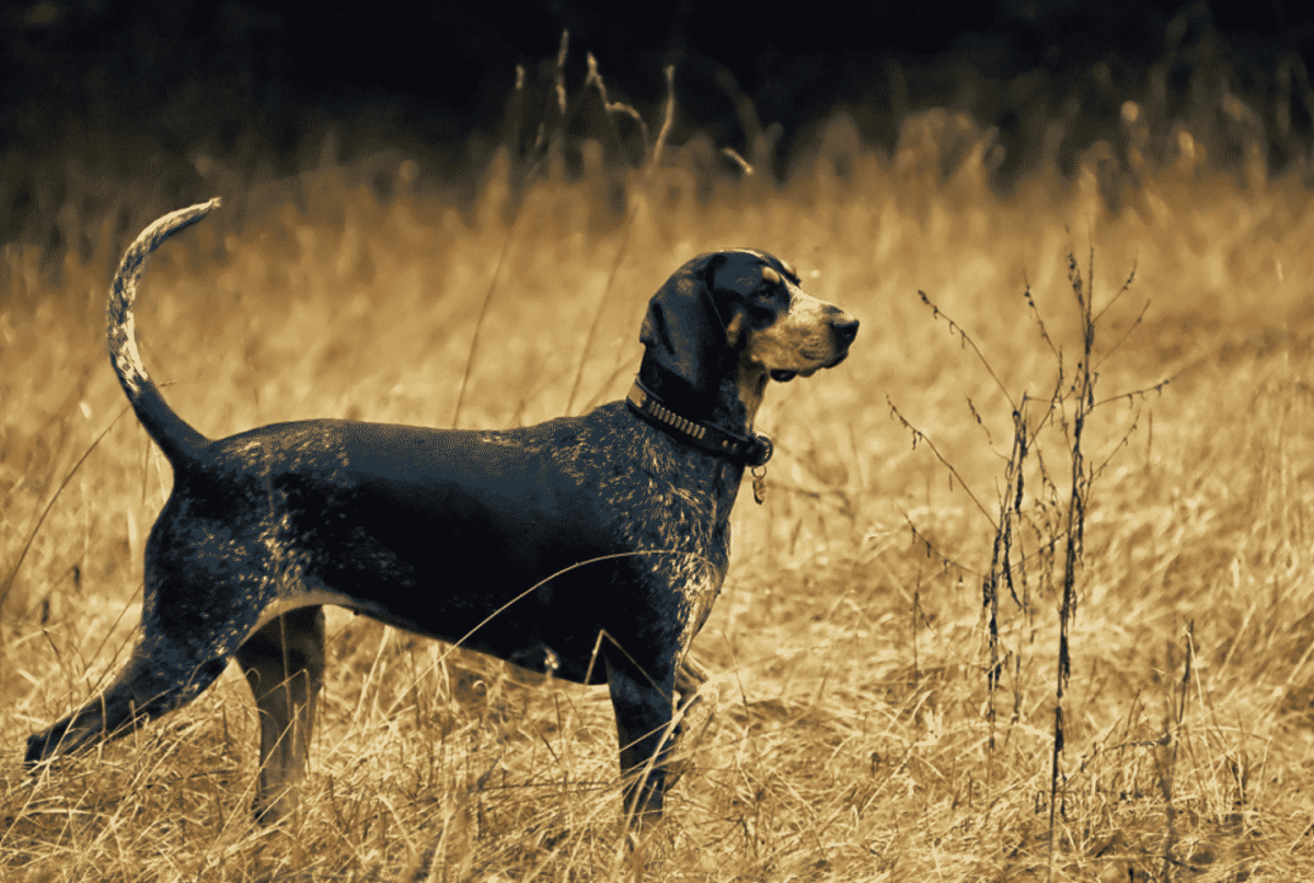 Собака на охоте