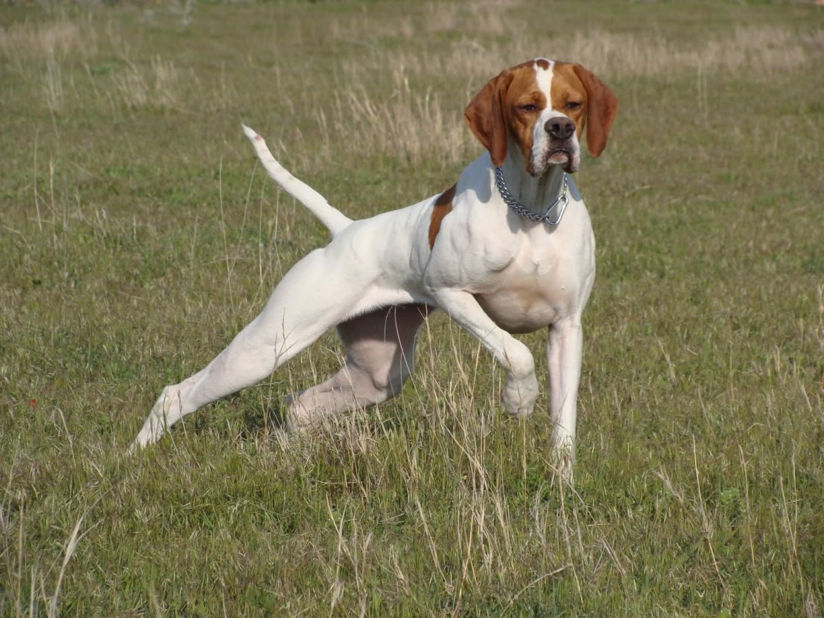 Сеттер английский ирландский шотландский