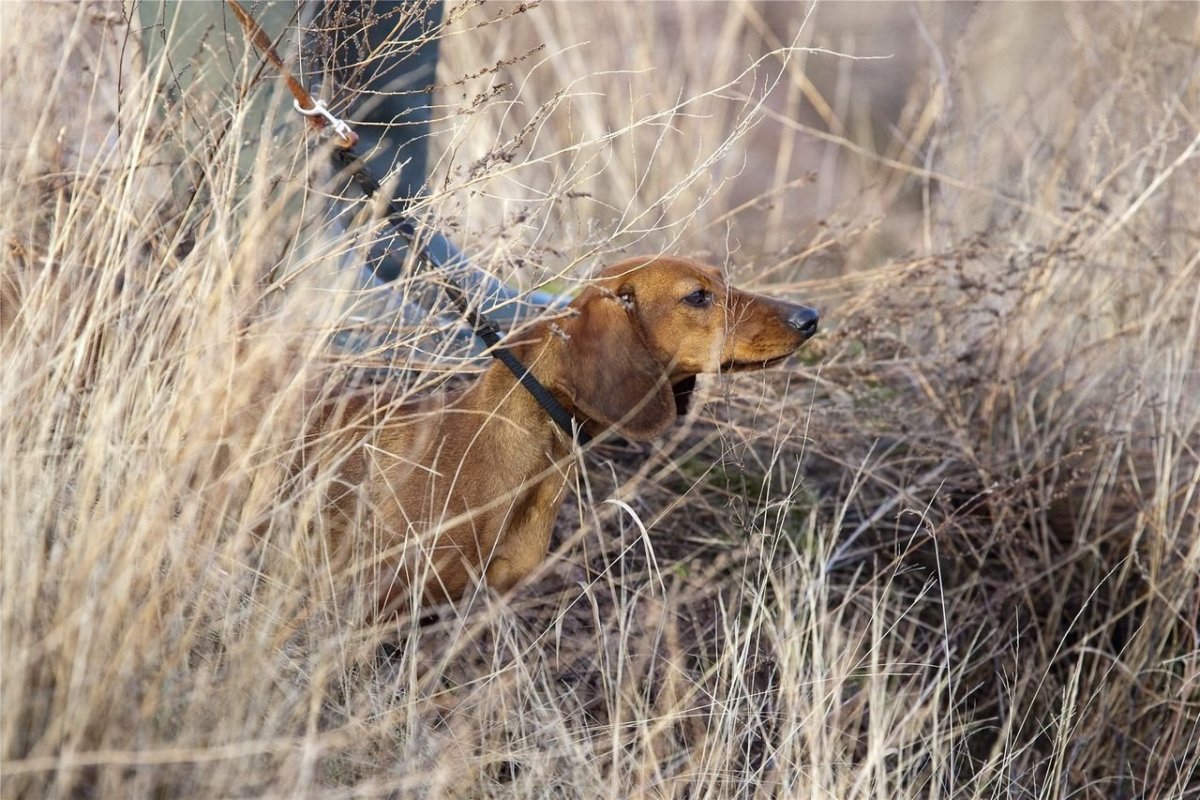 Американская гончая фоксхаунд