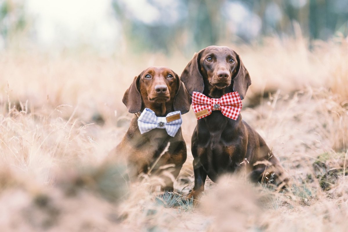 Черно-подпалый кунхаунд