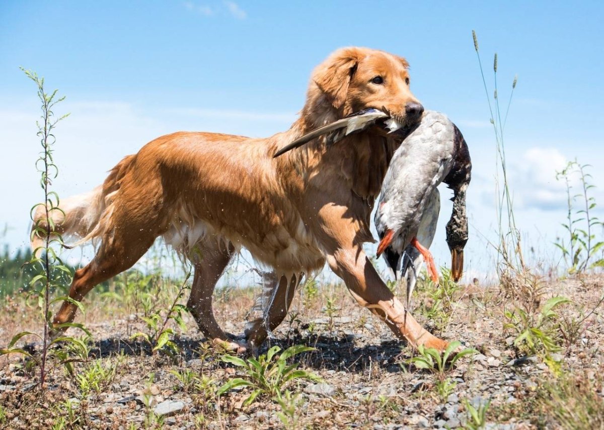 Бигль собака щенок