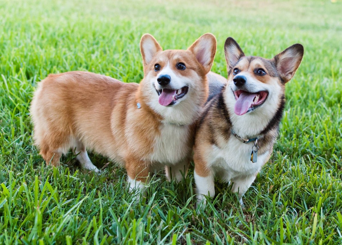 Корги Триколор рисунок