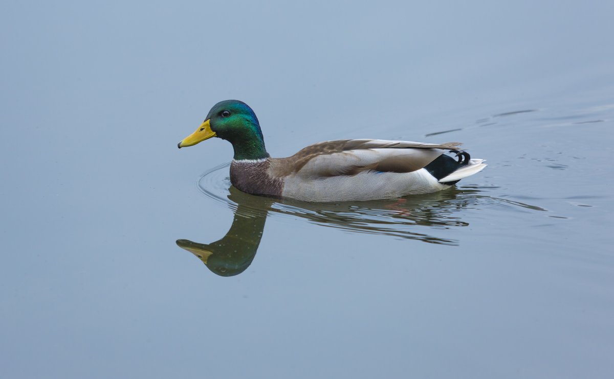 Утенок и поросенок