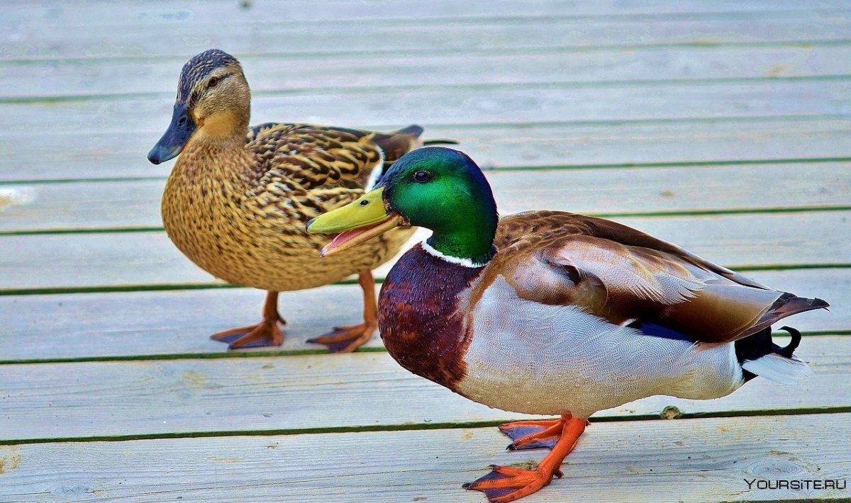 Утка селезень утята