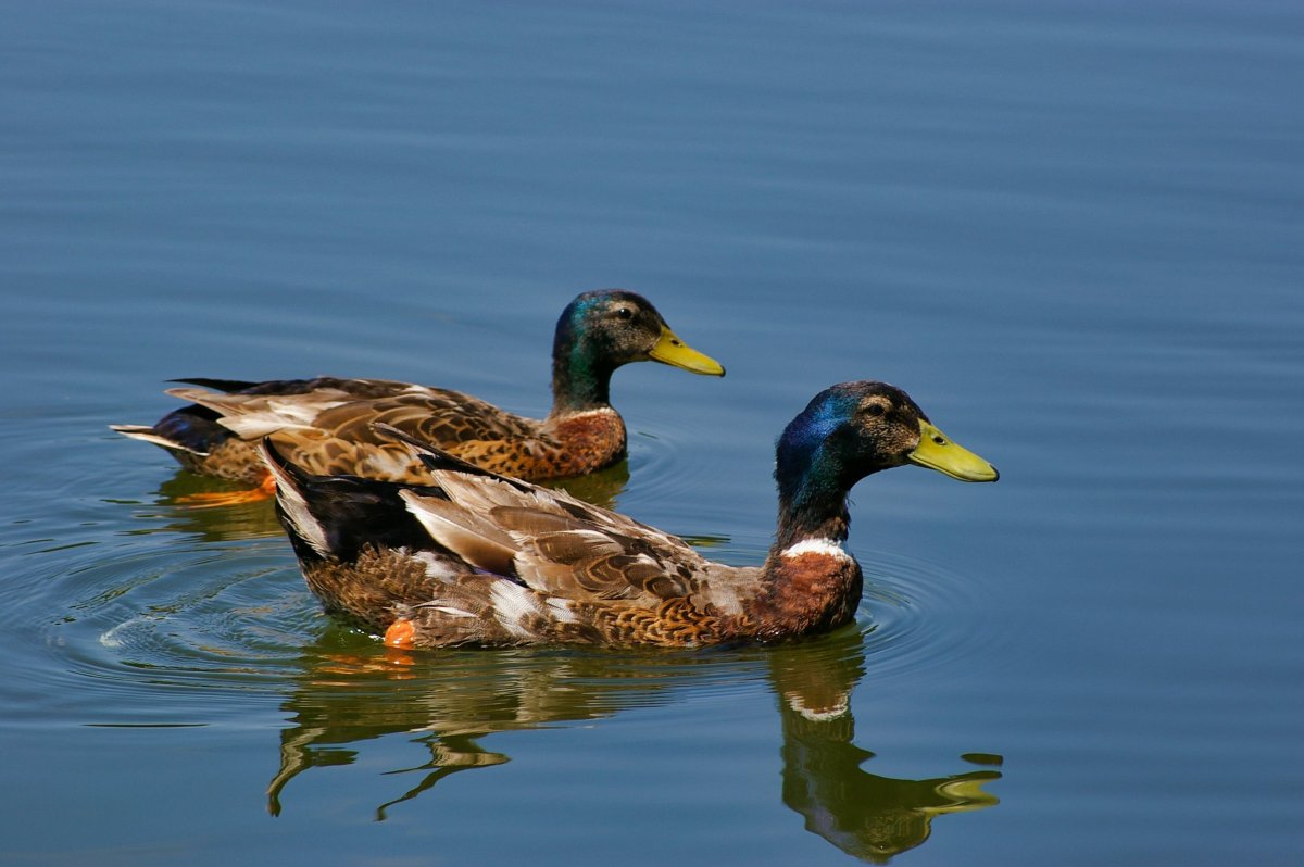 Чучела шилохвости Greenhead Gear ghg