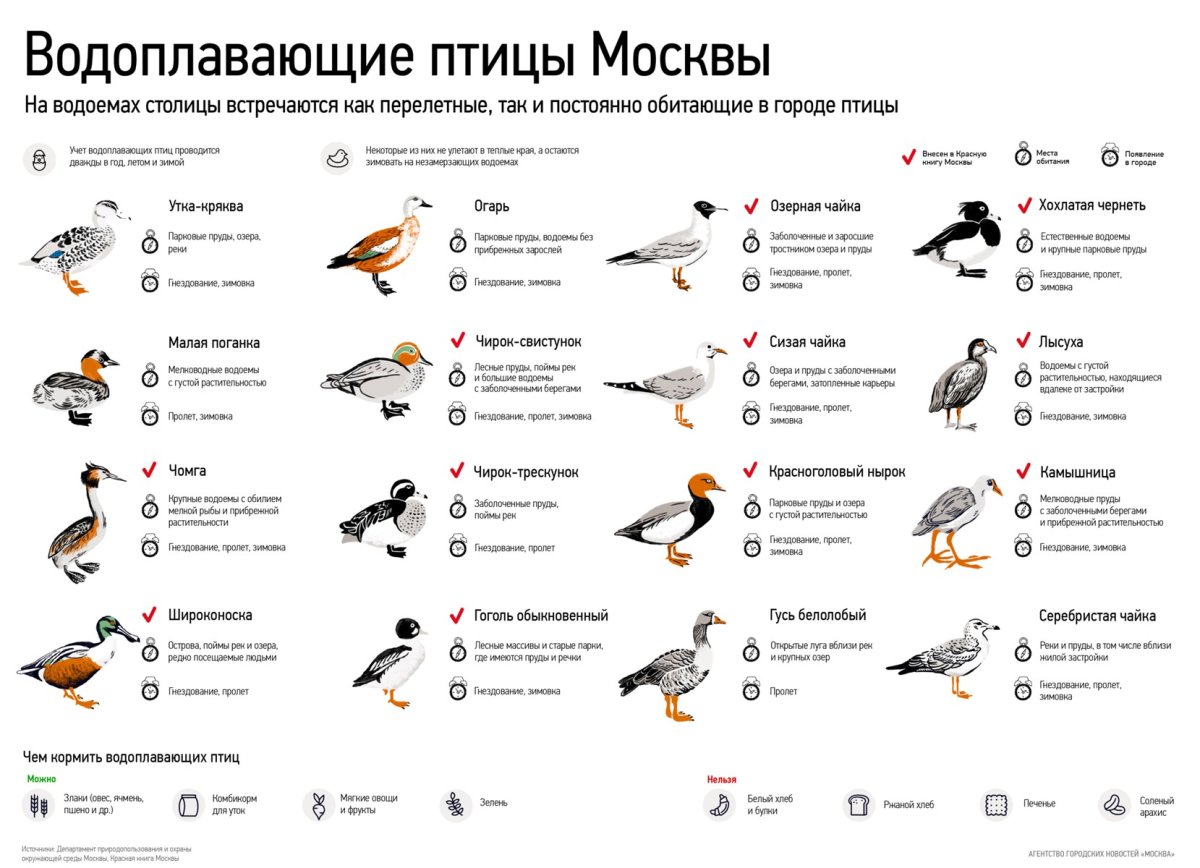 Утка в Сибири