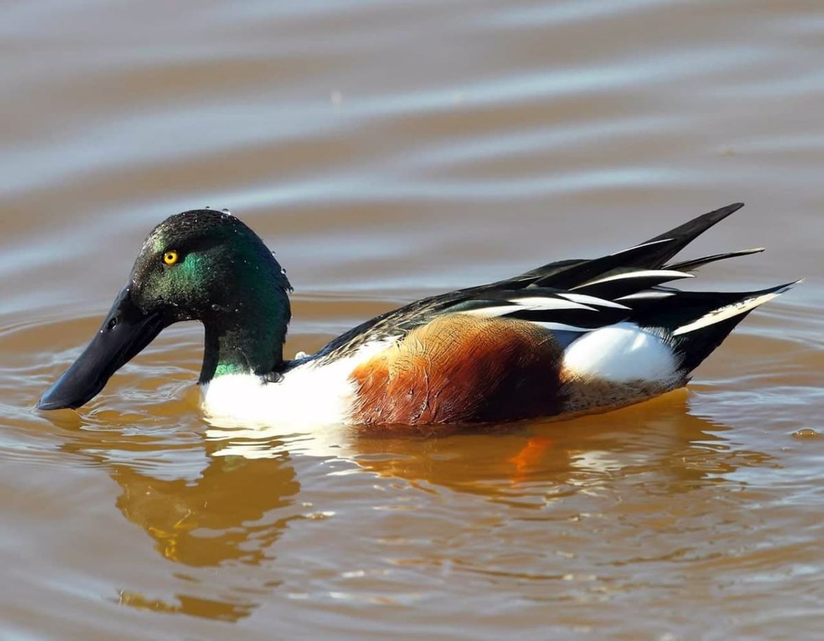 Виды уток в россии