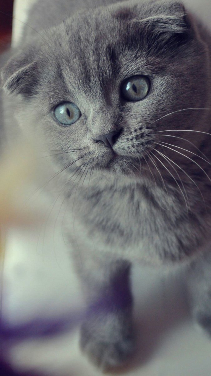 Шотландская вислоухая скоттиш фолд голубоглазый