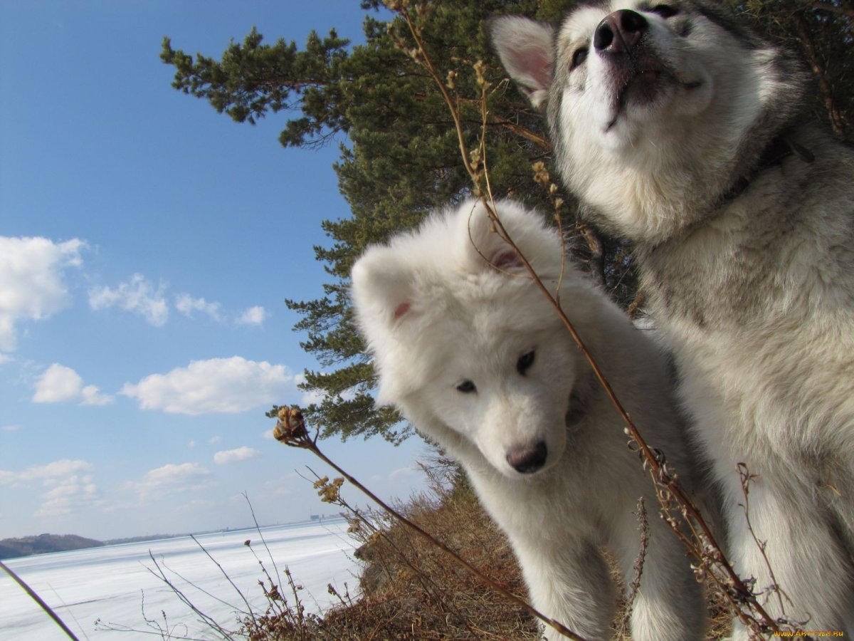 Среднеазиатская овчарка алабай щенки 2 месяца