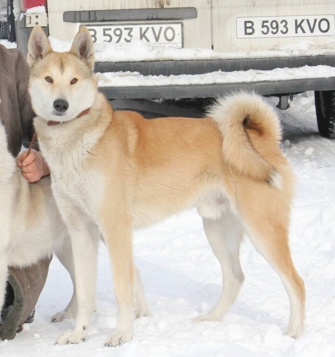 Среднеазиатская лайка