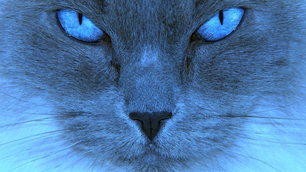 Серая кошка с голубыми глазами